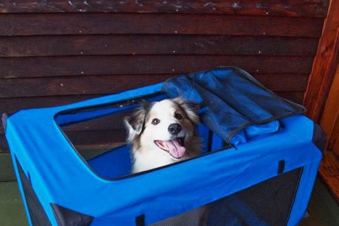 Dog in a Pet Gear Generation II Deluxe Portable Soft Crate.
